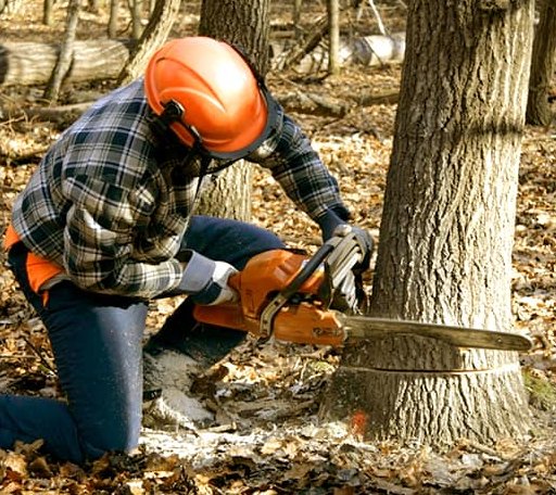 Tree Removal in Amity, MO